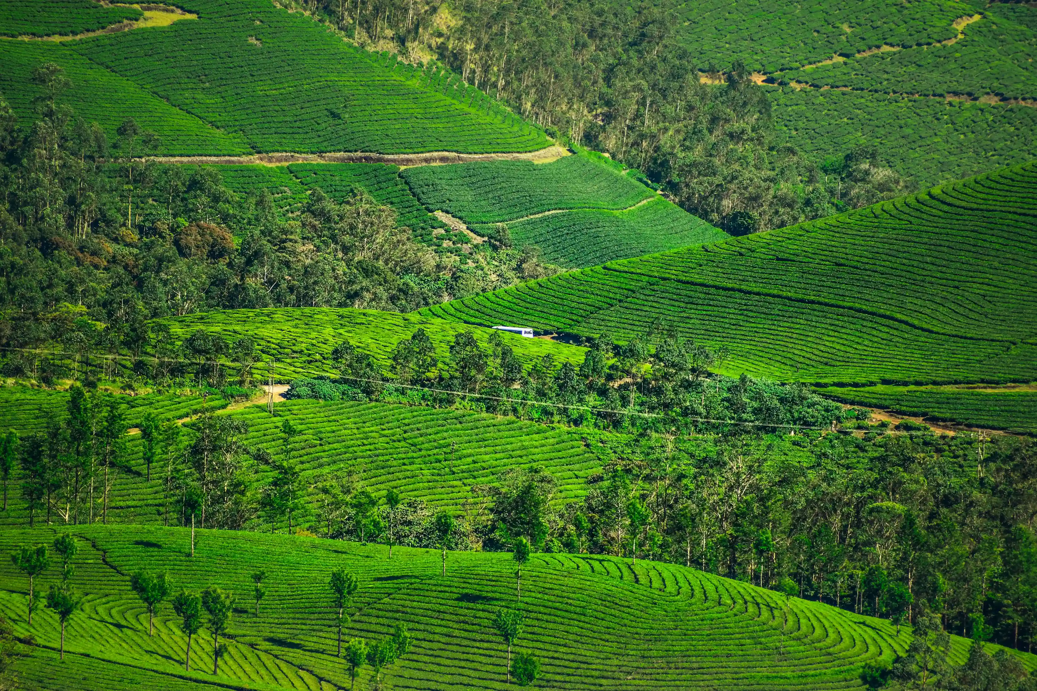 Misty hills of Munnar and lush tea plantations surrounding Harmony Resort