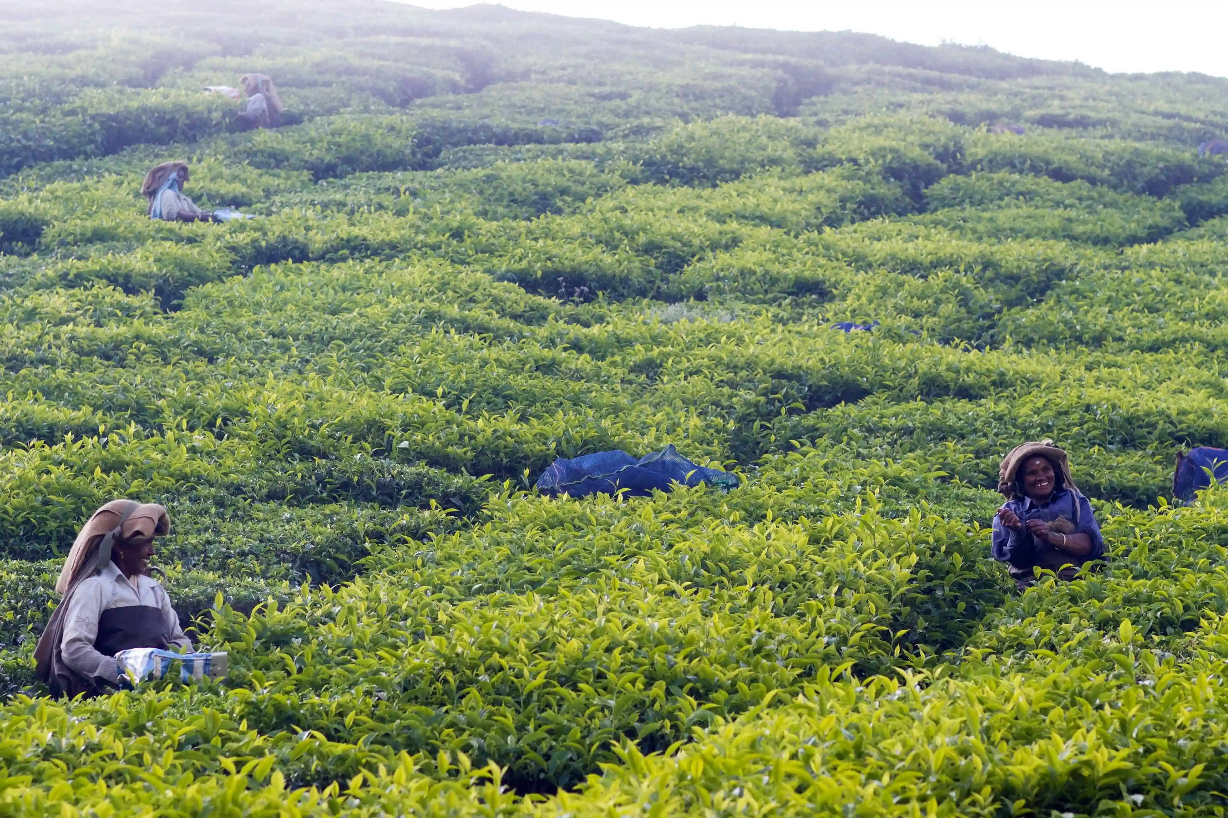 Munnar Ramakalmedu Tour
