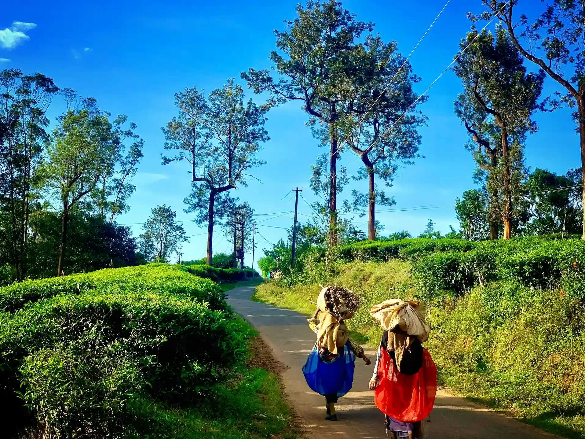 Wayanad Hills Kerala