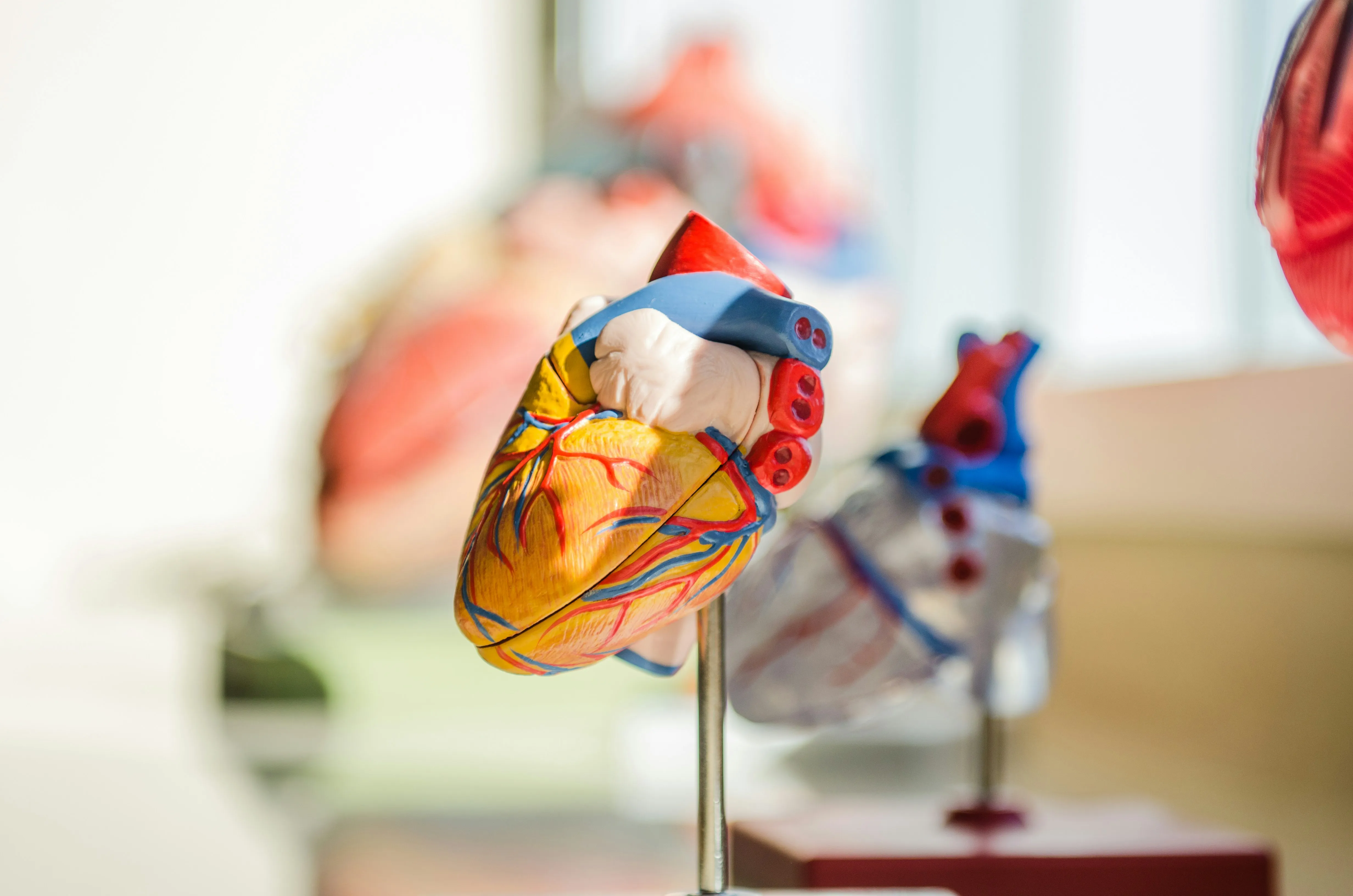 Cardiology clinical services
