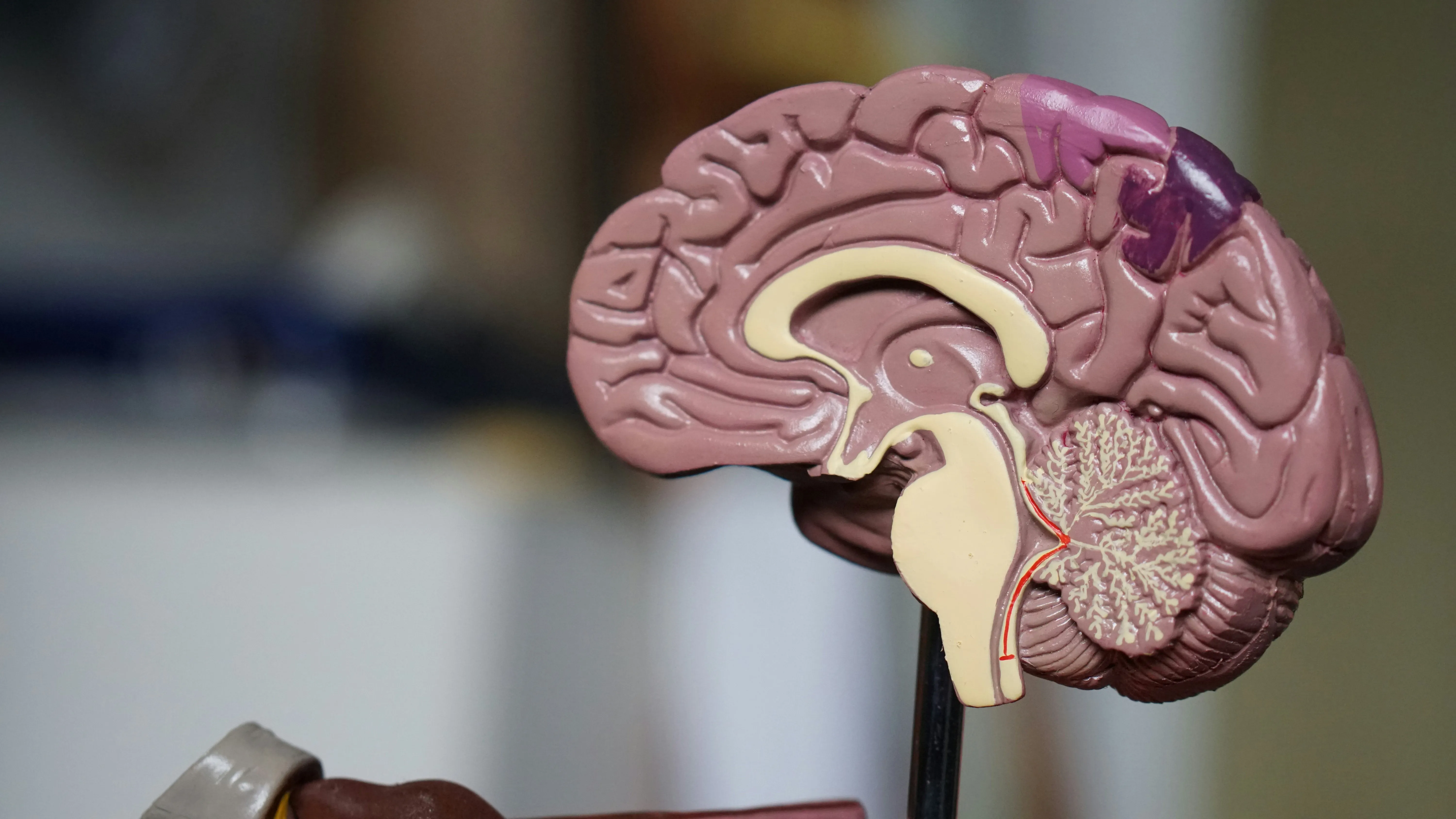Neurology and neurosurgery department