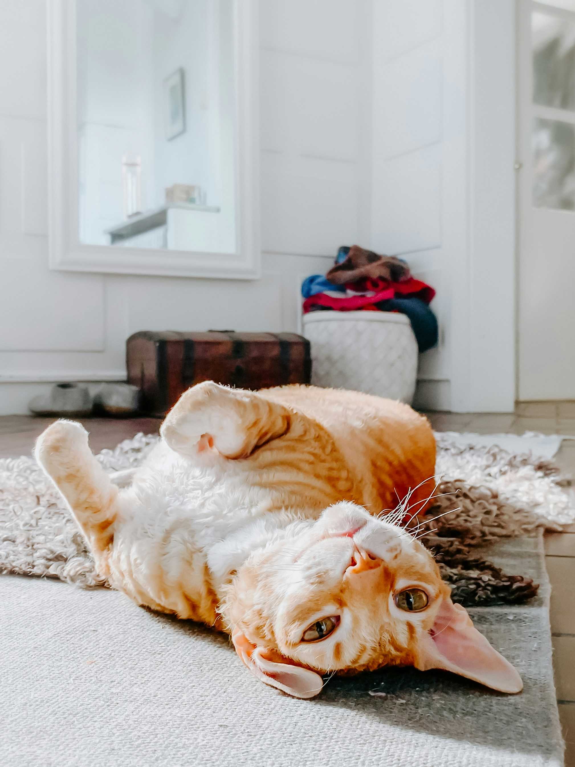 Happy pet parent