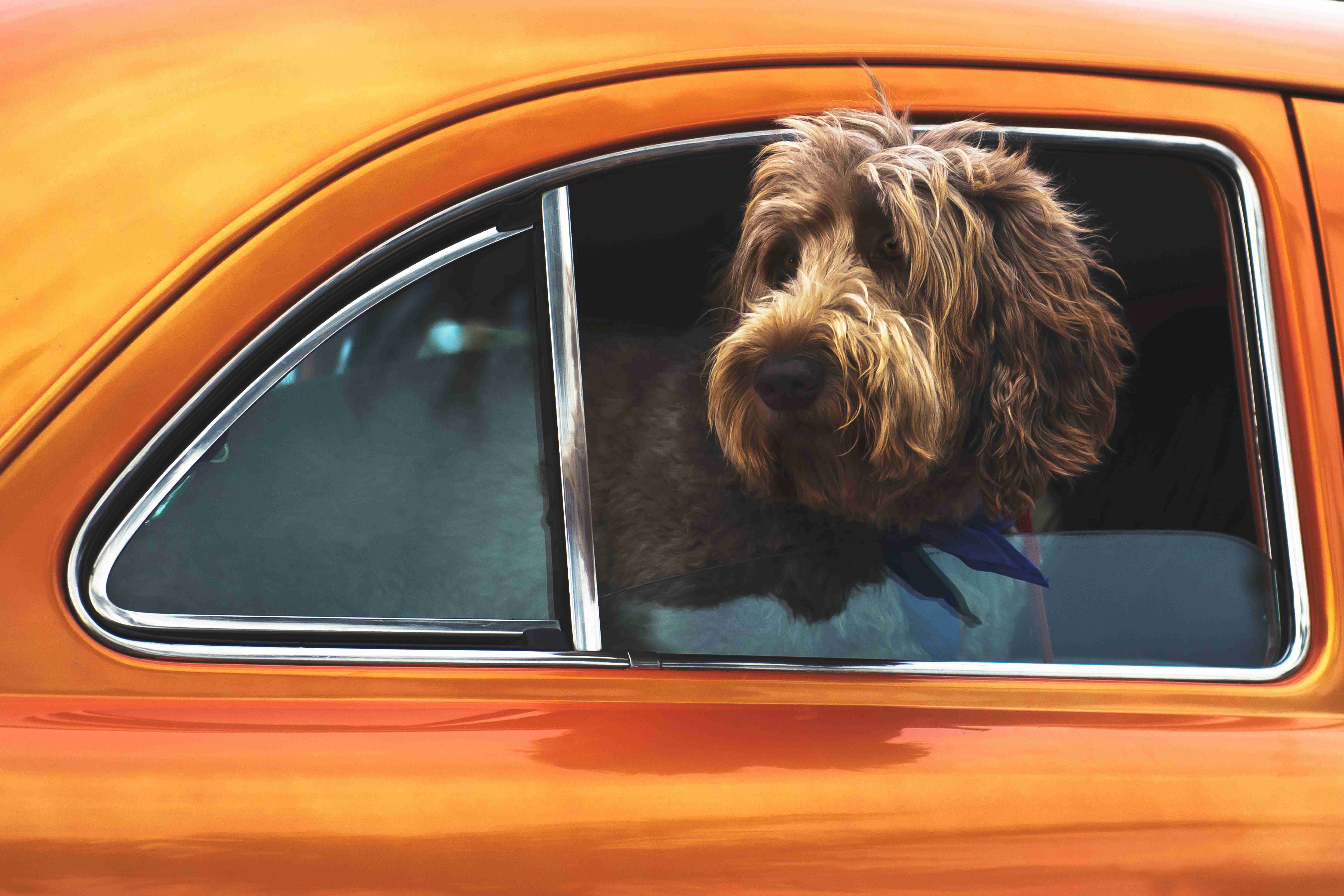 Professional dog grooming blowout