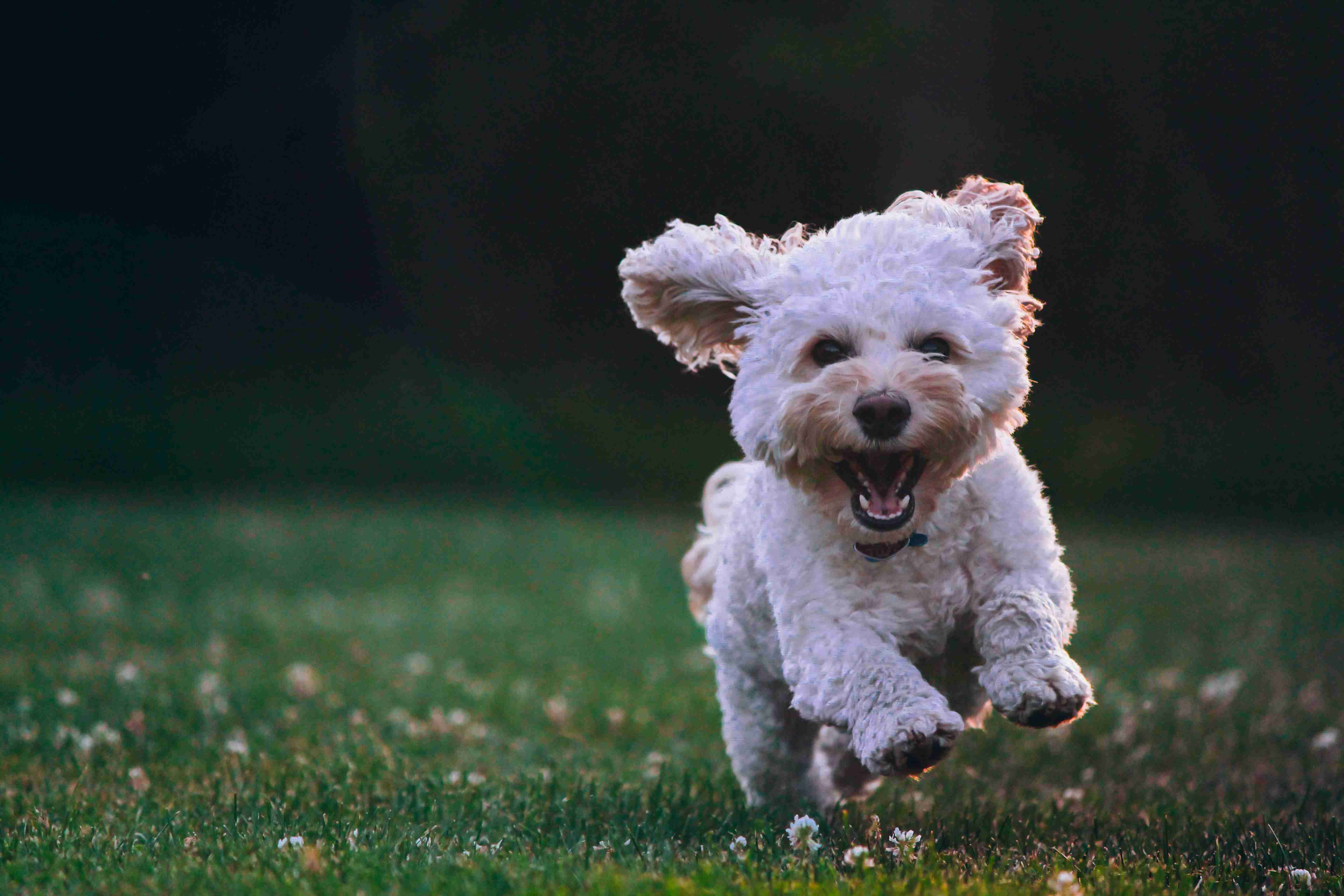 Dog obedience training session