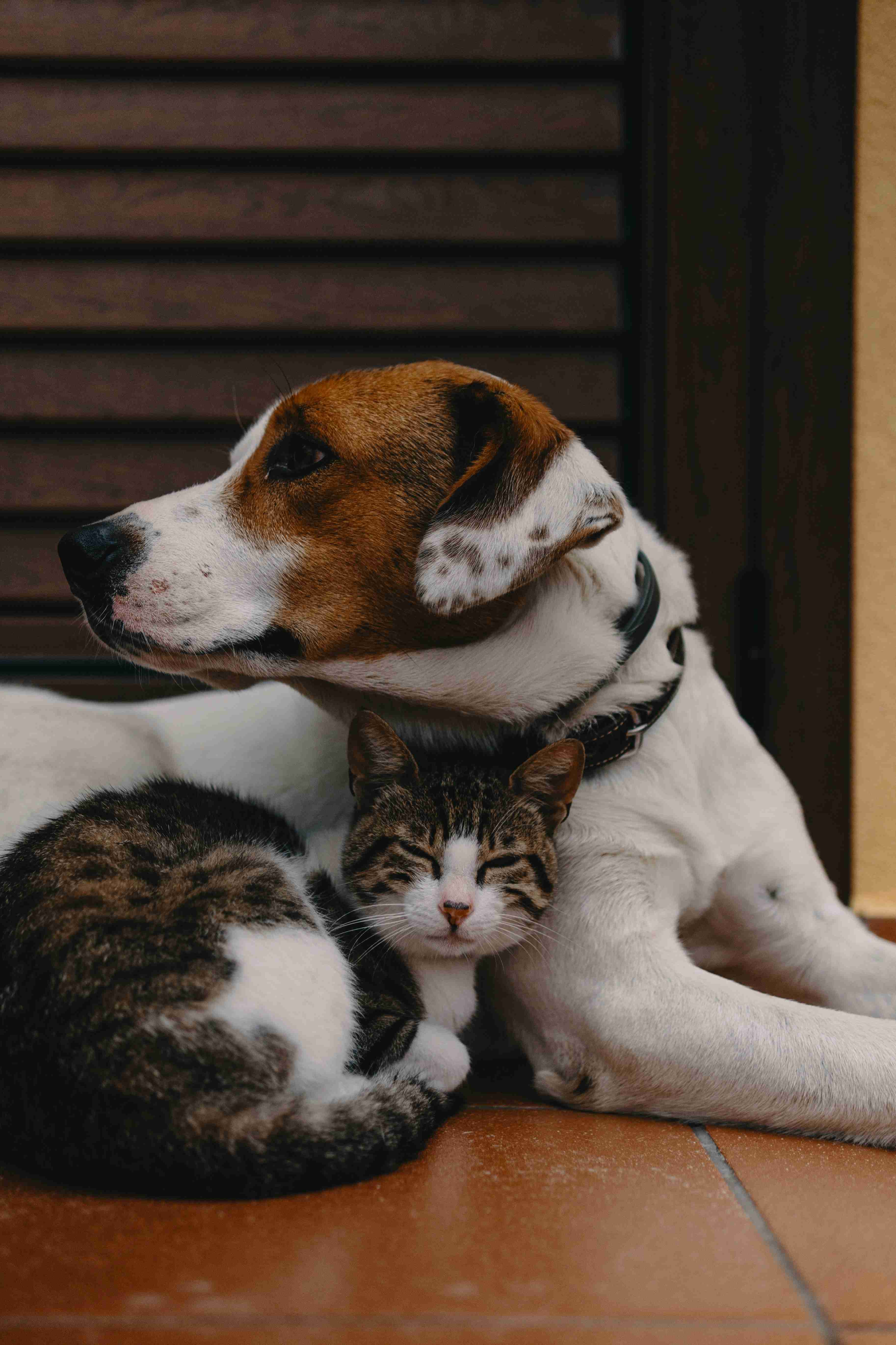 Pet specialist holding puppy