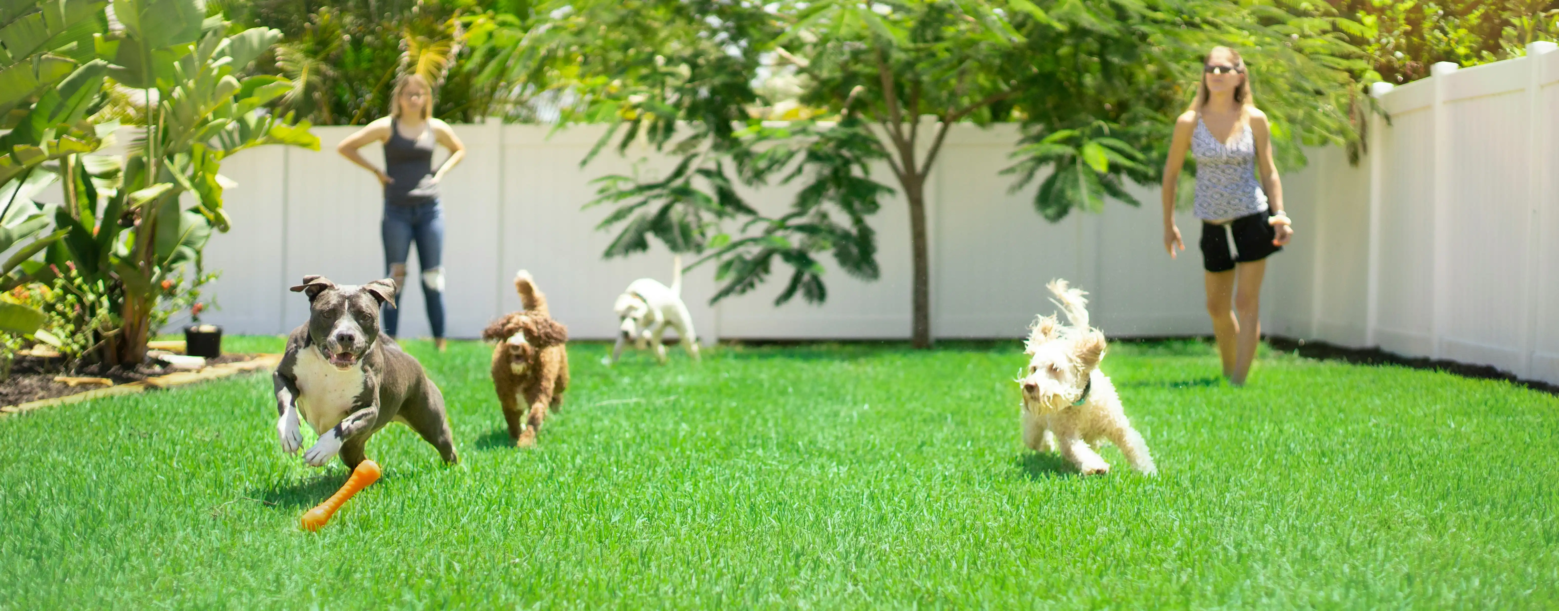 A group of dogs running and playing outdoors