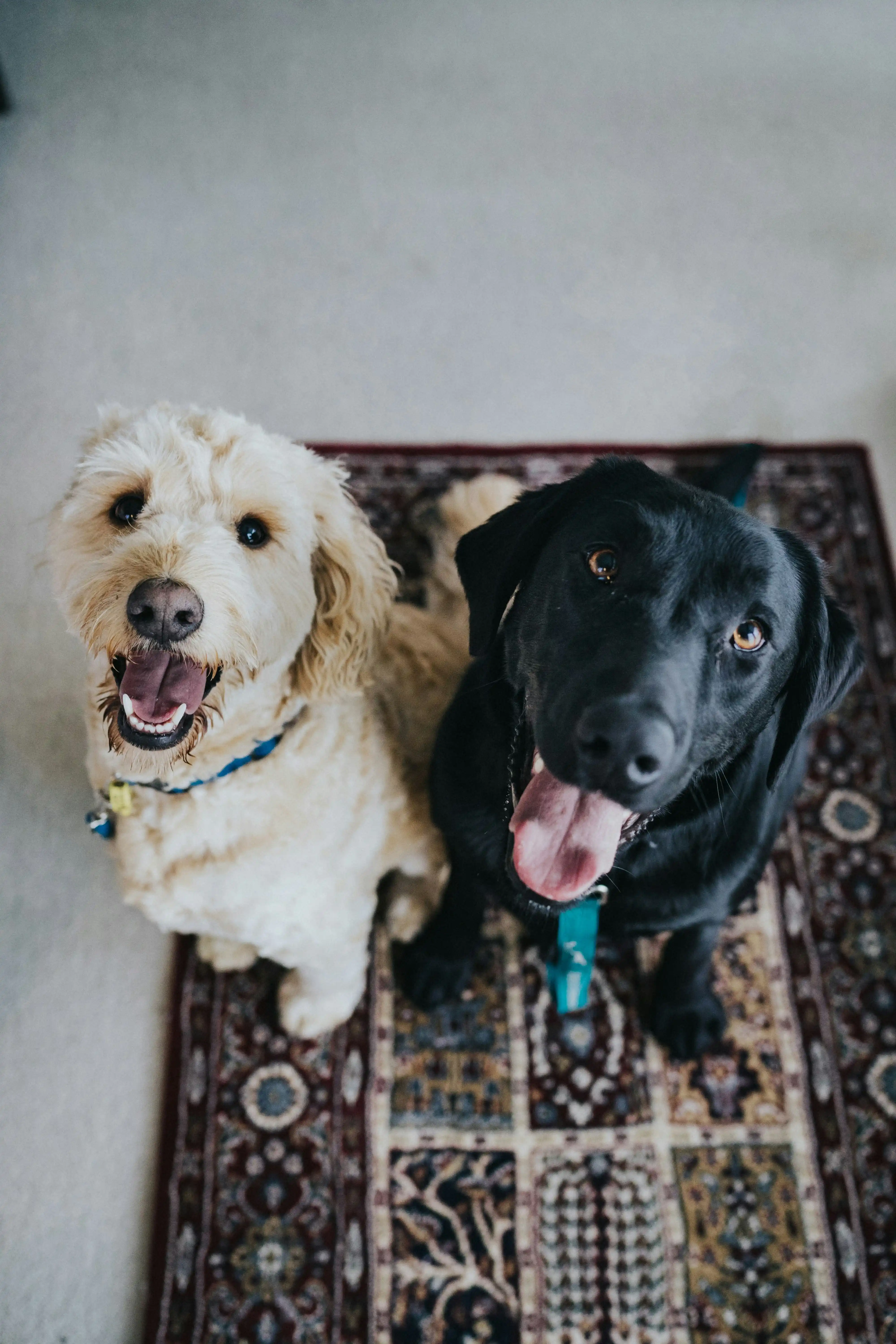Happy Dog