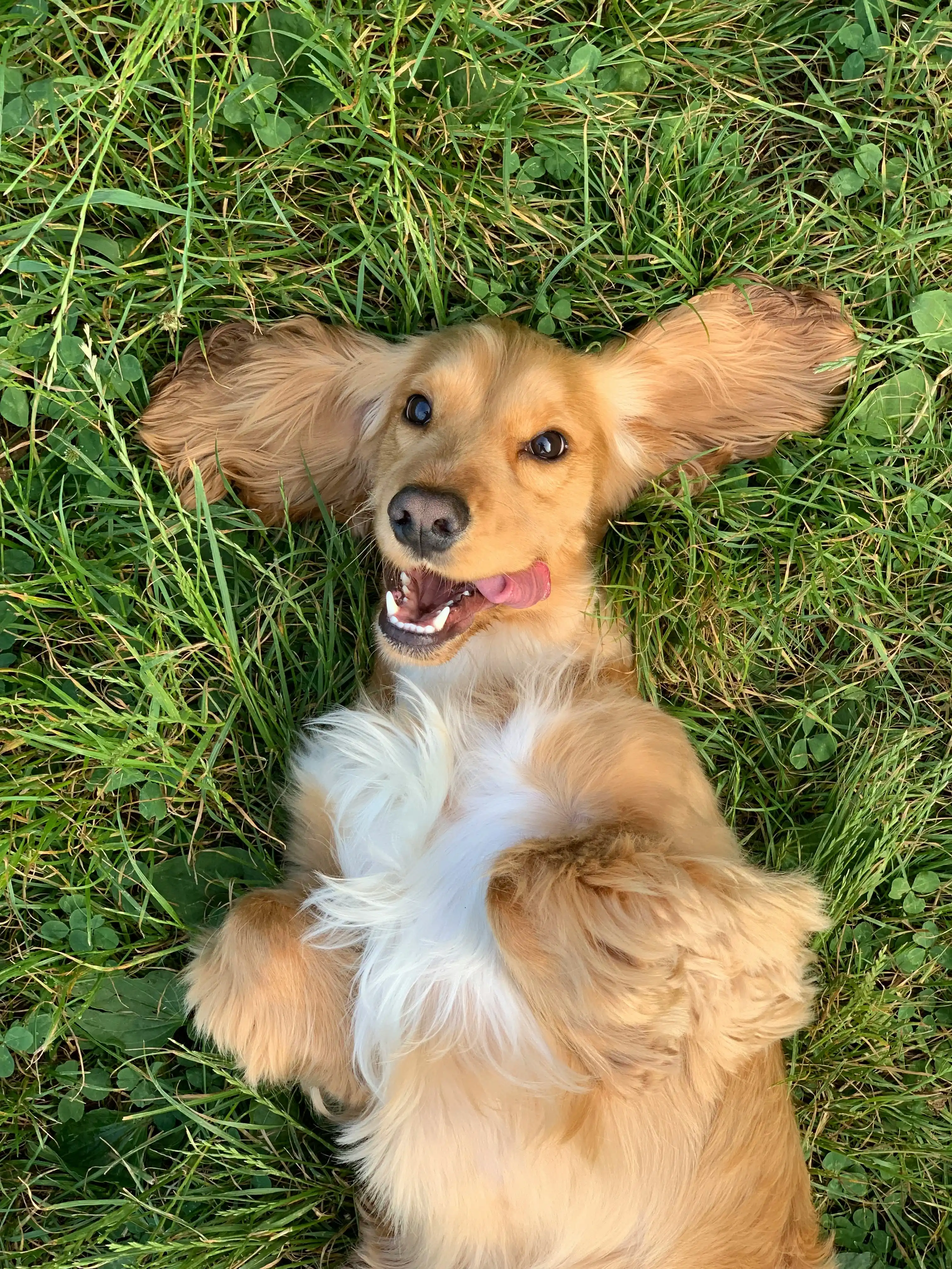 Dog Icon
