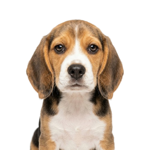 Beagle Puppy