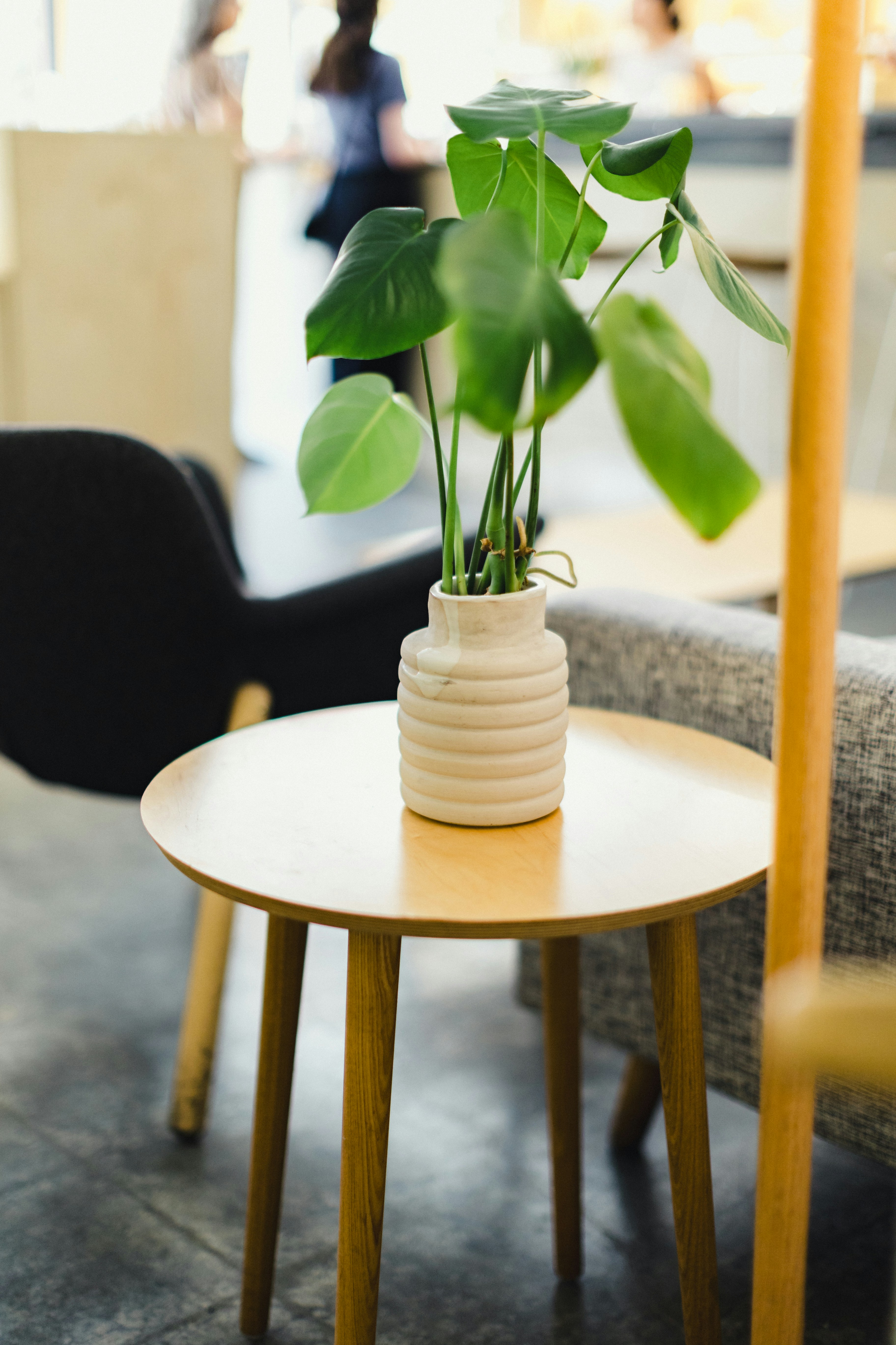 Pothos Plant