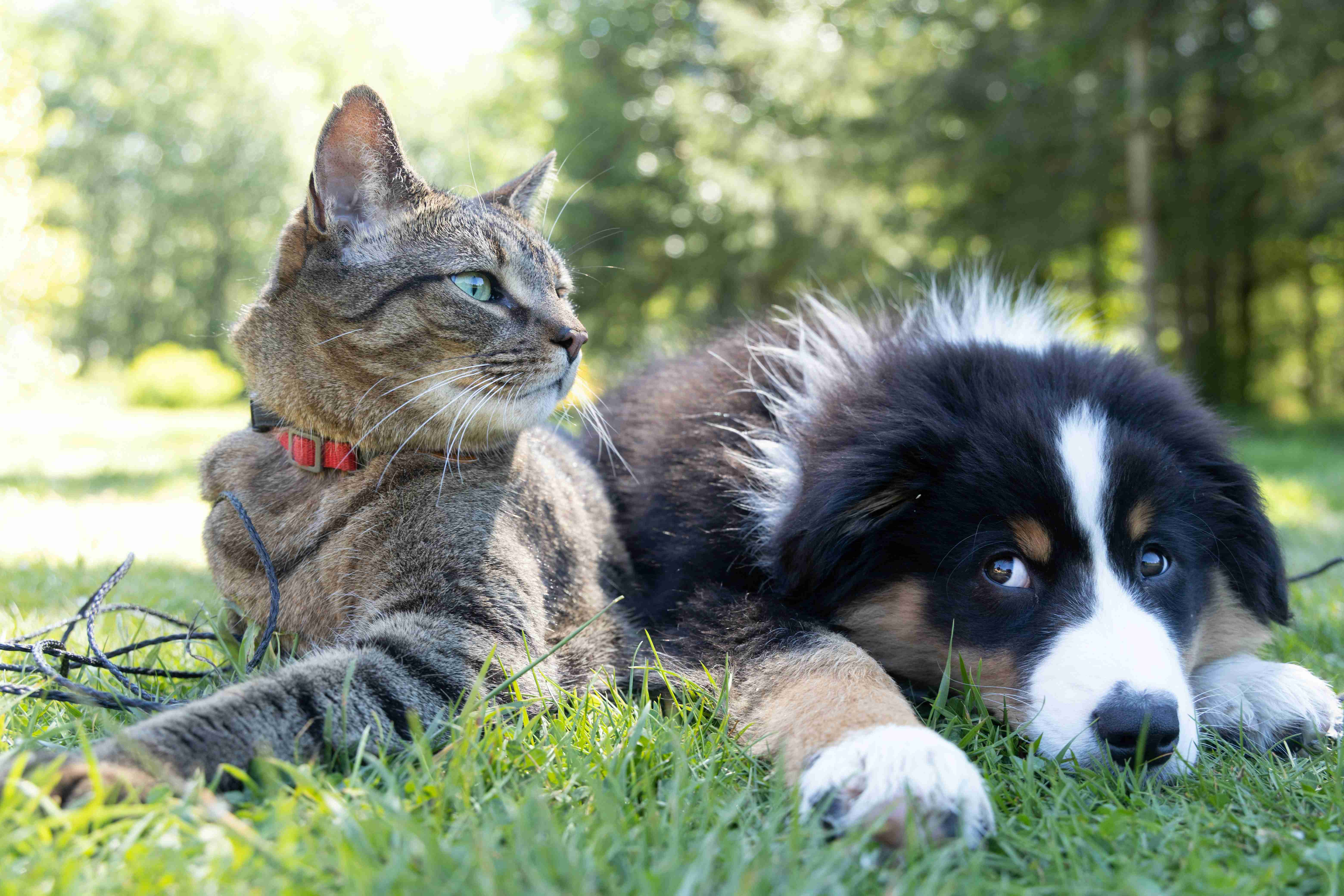 Luxury pet hotel suites layout