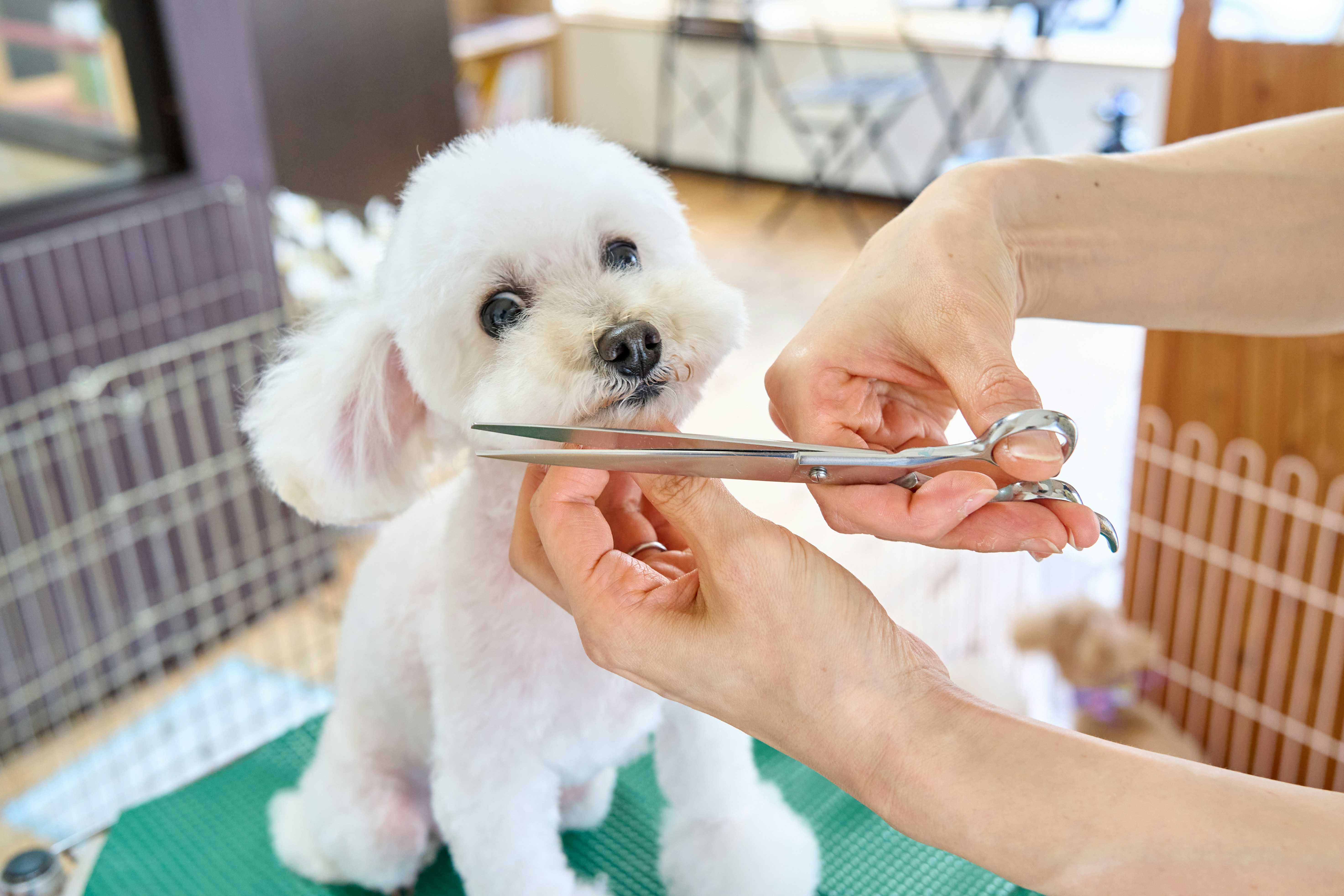 Pet Grooming Service